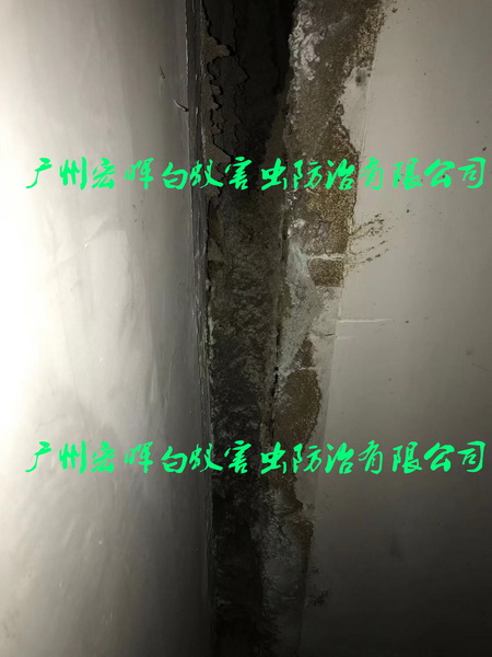 伸缩缝的白蚁巢