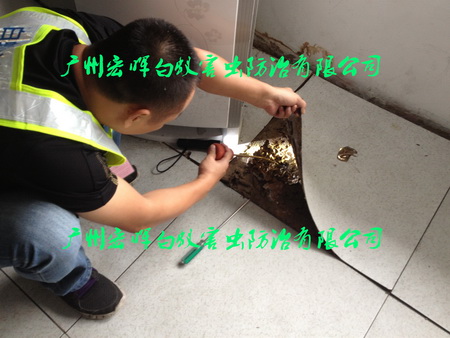 地板灭白蚁