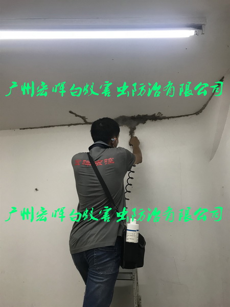 天花板灭白蚁