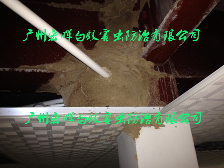天花白蚁巢1