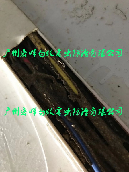 电缆滋生白蚁