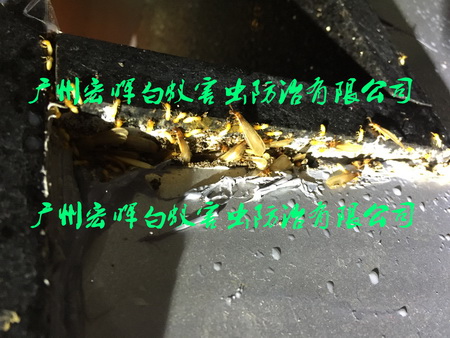 发现白蚁危害时的处理
