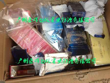 广州白蚁防治教您如何有效杀虫灭蚁