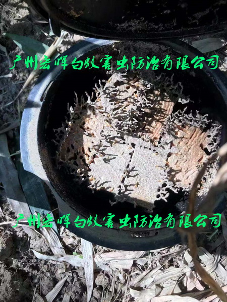白蚁诱杀箱诱到的白蚁