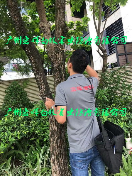 绿化树处理白蚁