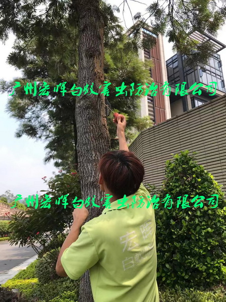 绿化树处理白蚁