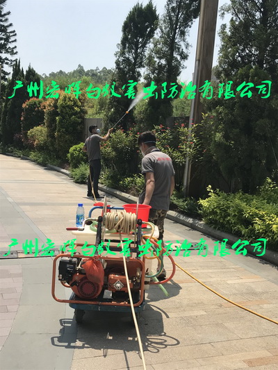园区绿化树喷药预防白蚁