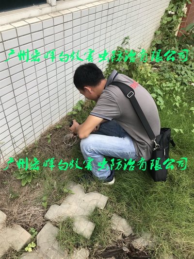 绿化带安装白蚁诱杀装置