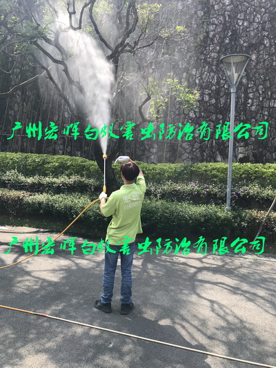 绿化树喷洒药水预防白蚁