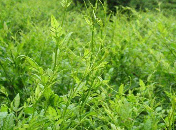 年综合产值超30亿的省级非遗项目——张家界莓茶