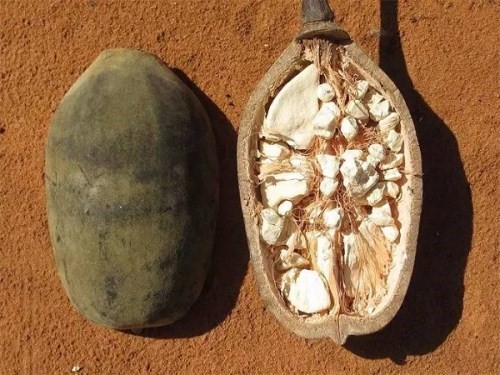 Baobab Oil/猴面包树籽油
