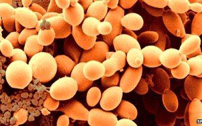 AC Yeast Beta-Glucan/β-葡聚糖