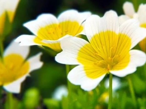 Meadowfoam Oil 白池花籽油