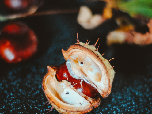 Horsechestnut Extract 90% 七叶树提取物