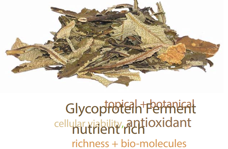 AC Yerba Santa Glycoprotein/北美圣草糖蛋白