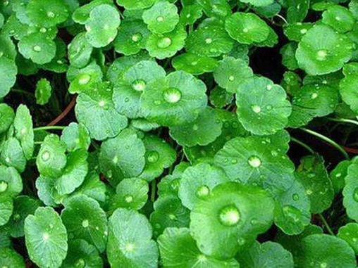 Centella Asiatica Extract (WS) 积雪草提取物