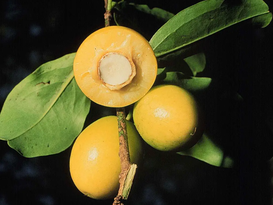 Ximenia Caffra Oil/海檀木籽油