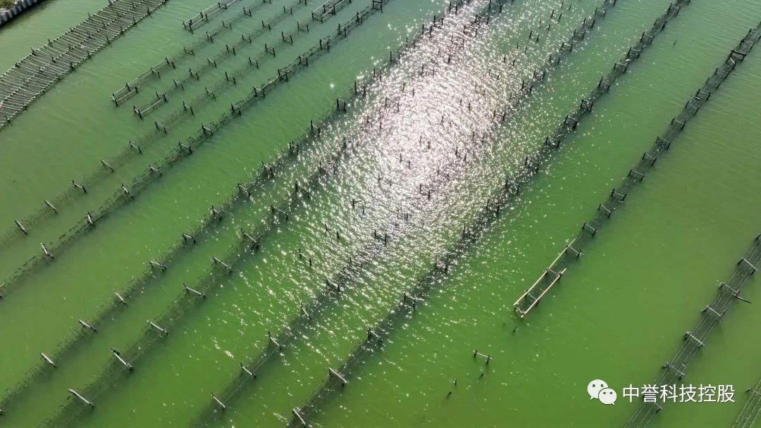 汕头市海洋碳汇生态养殖项目环境影响报告书（征求意见稿）信息公示