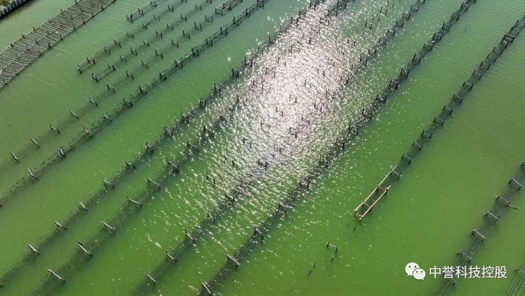 汕头市潮南区海门湾海洋碳汇生态养殖项目报批前信息公示