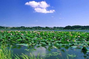 微山县乡村旅游发展总体规划