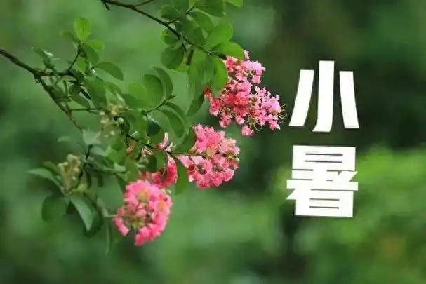 今日小暑