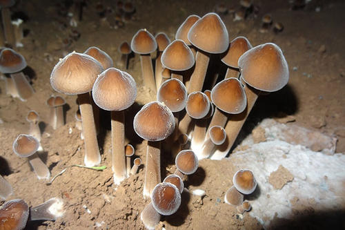 鸡枞菌150