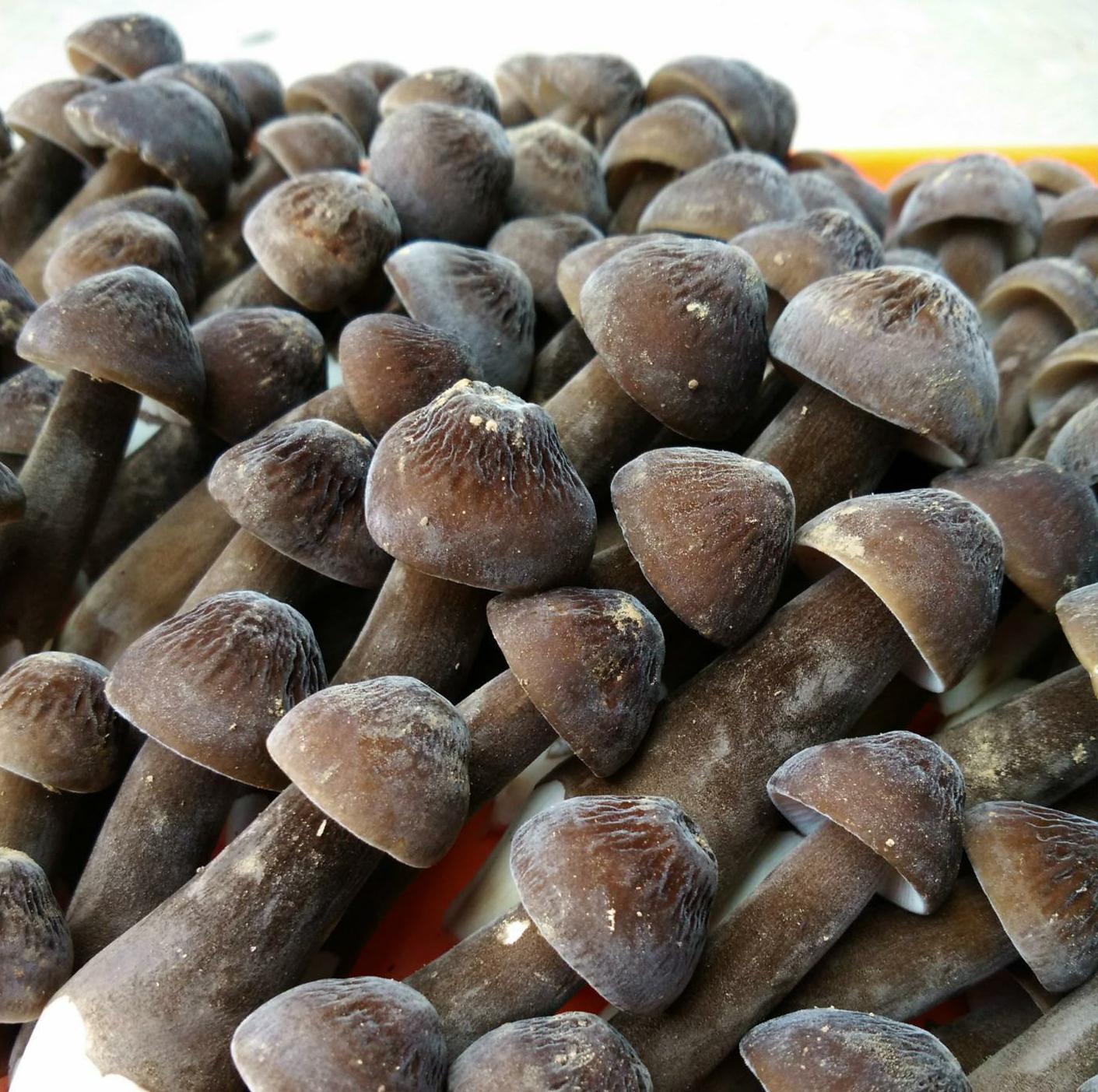 鸡枞菌150