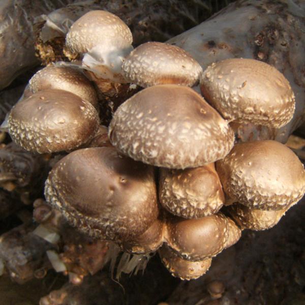 商洛香菇