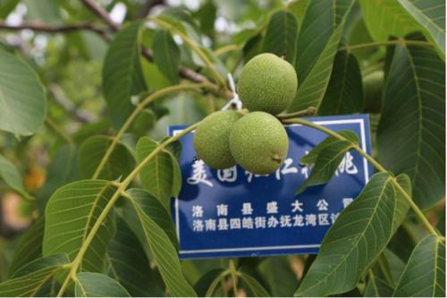 红仁核桃苗
