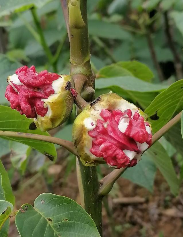 红仁核桃