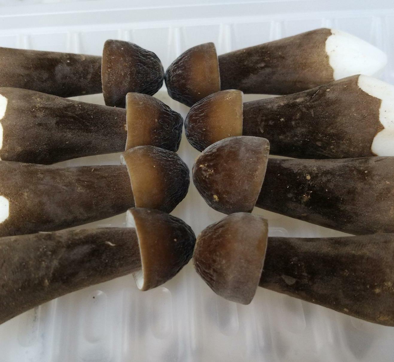 鸡枞菌150