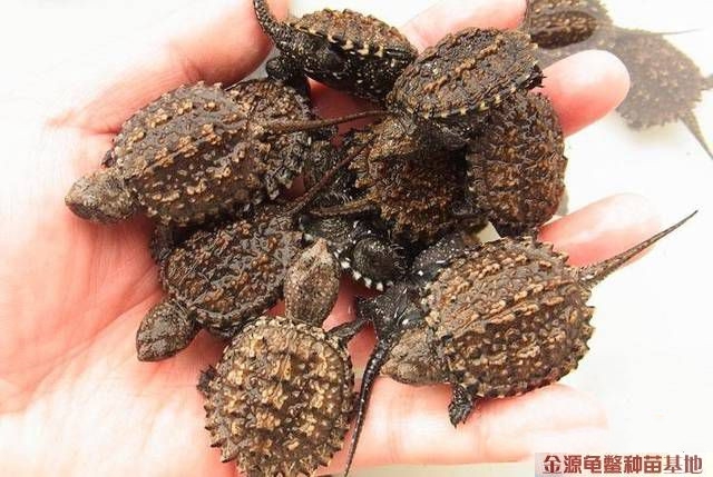 鳄鱼龟（全程不加温，公母同价，按只计价，满1000元免邮费）