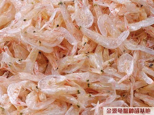 龟鳖专用虾干（中号）