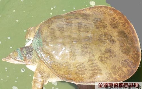 珍珠鳖（全程不加温，公母同价，按只计价，满1000元免邮费）