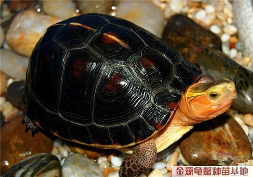 安缘龟（全程不加温，公母同价，按只计价）