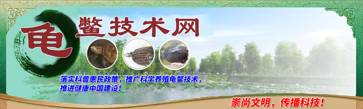 金钱龟石龟斑点池安南龟黑颈龟黄缘鳄龟山瑞珍珠鳖科学养殖技术尽在龟鳖技术网 -- Www.XYGBYZC.Cn