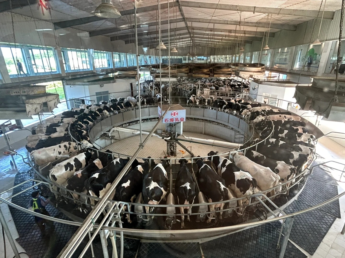 🌿奶牛乐园里的奇妙之旅🌿