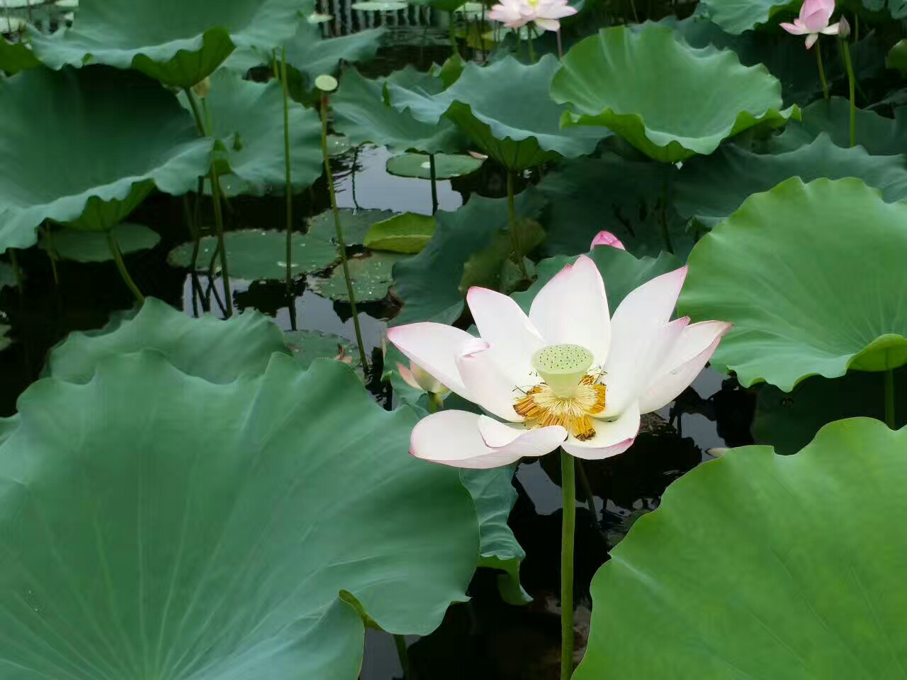 荷花