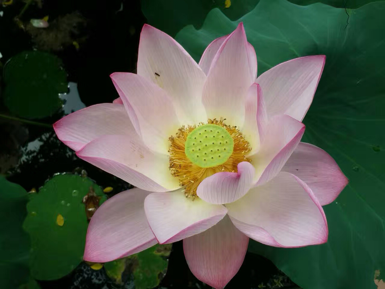 荷花