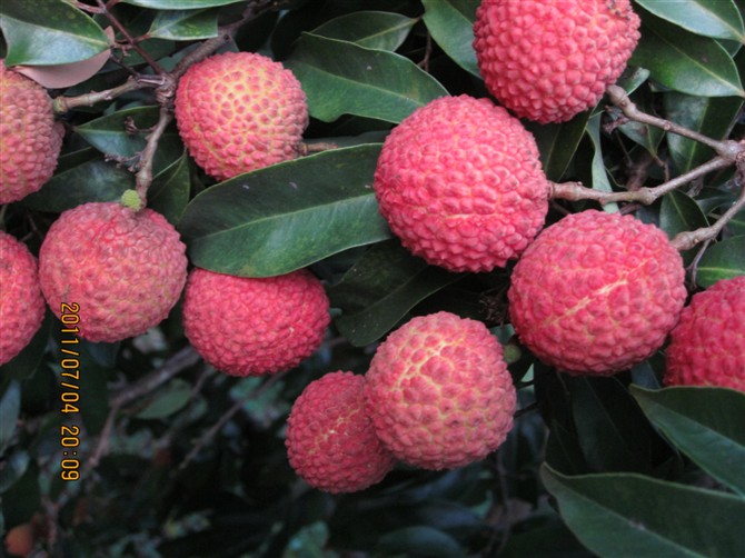 荔枝