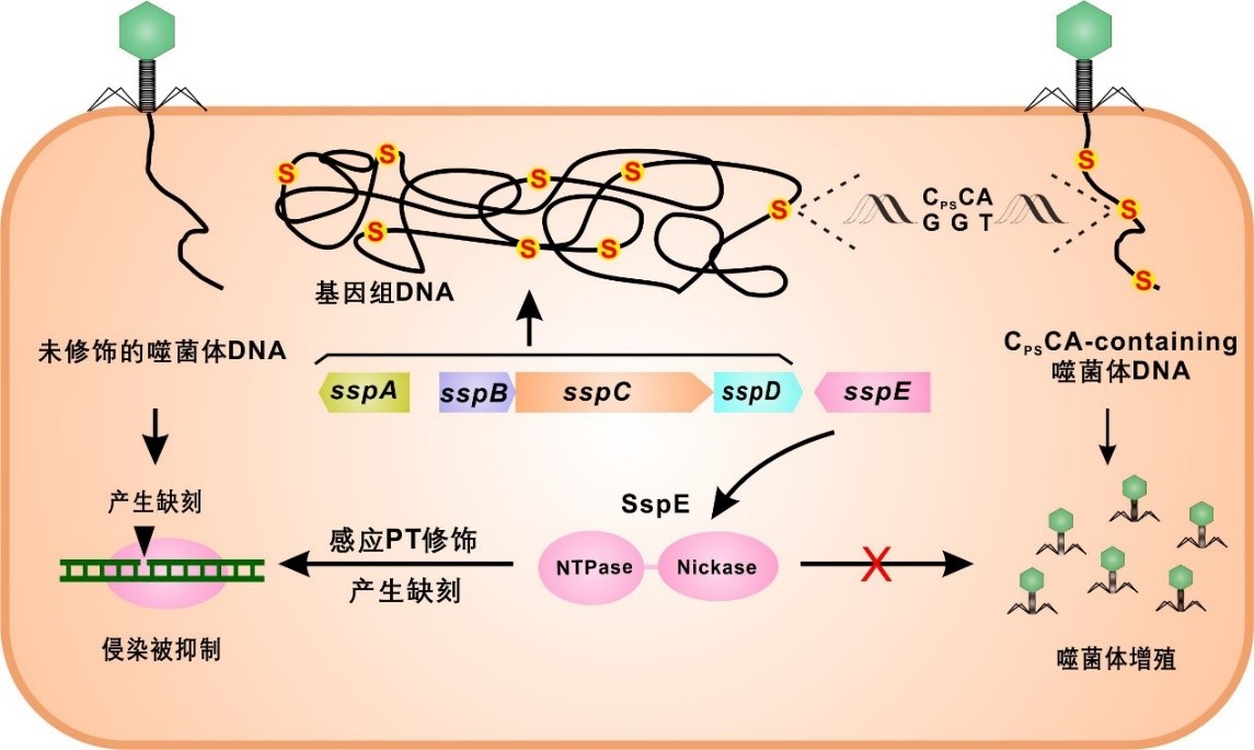 我室熊啸林和魏月博士生发表Nature Microbiology文章