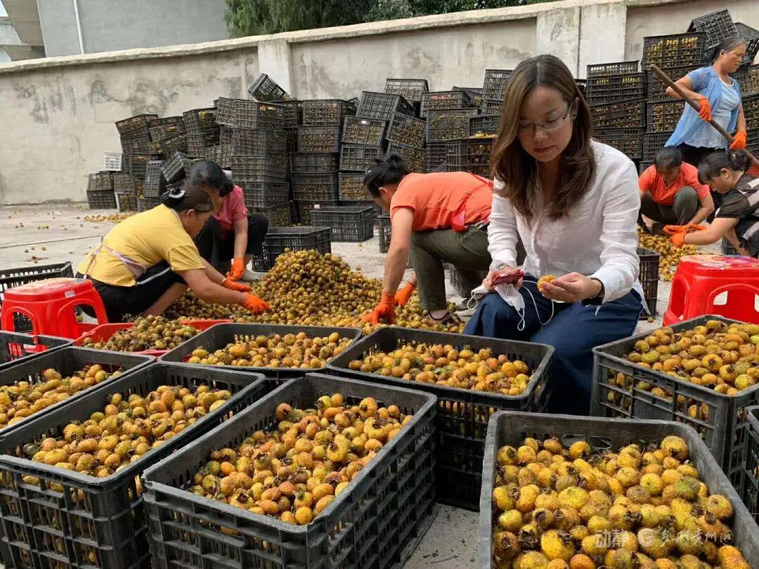 人民日报：我这五年｜千优谷廖丹妮：让贵州刺梨出山跨海
