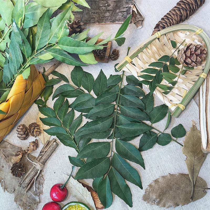 咖喱叶CURRY LEAVES
