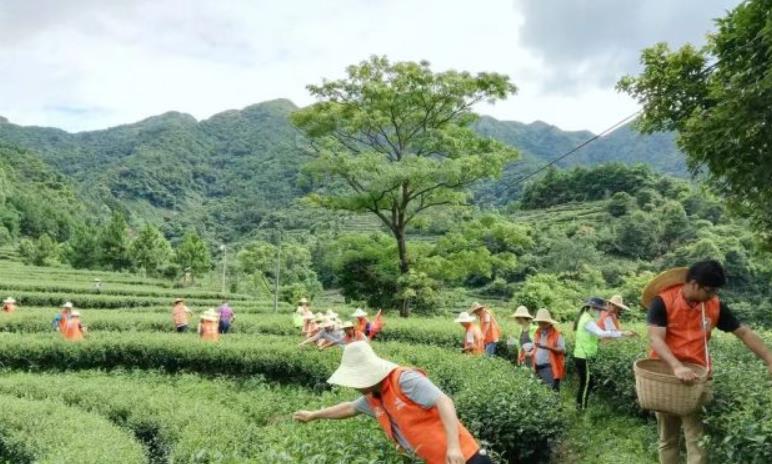 党组织建在农业产业链上！江门奋力答好抓党建促乡村振兴的时代命题