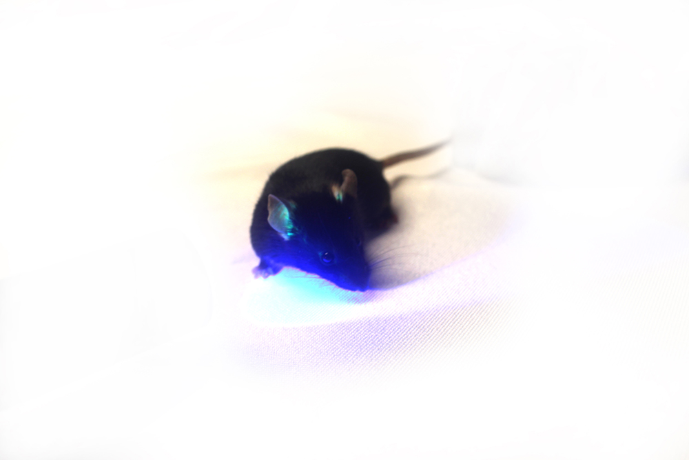 EGFP