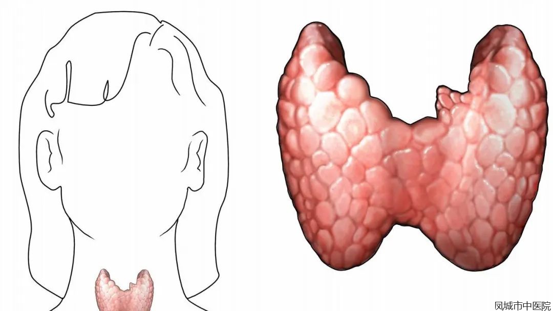 【视频】不可忽视的甲状腺