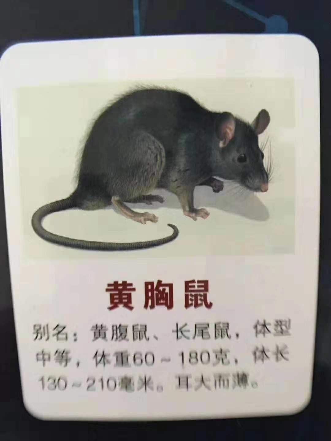 黄胸鼠