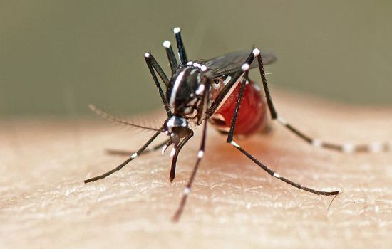 蚊子的防治方法