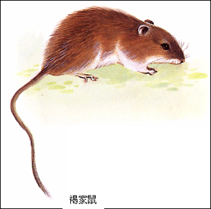 褐家鼠