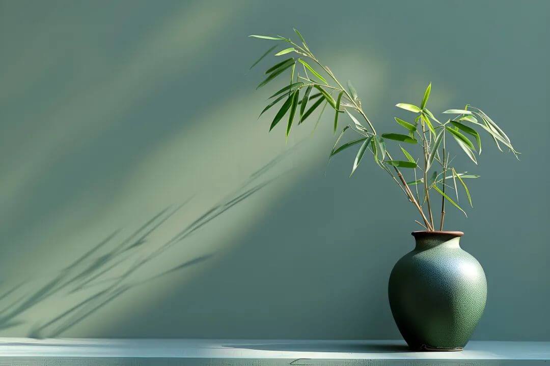 什么植物放客厅里大气招财